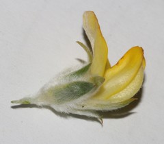 Aspalathus linearifolia