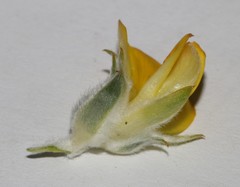 Aspalathus linearifolia