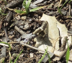 Bombylius albicapillus