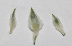 Aspalathus linearifolia