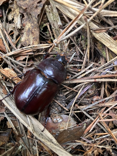 Oryctes nasicornis polonicus