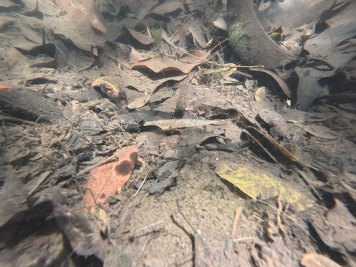 Stenogobius, 2026-08-07