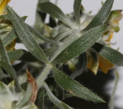 Aspalathus linearifolia