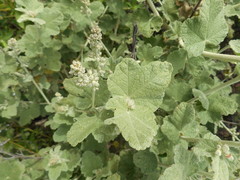 Malacothamnus hallii