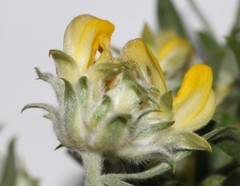 Aspalathus linearifolia