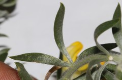 Aspalathus linearifolia