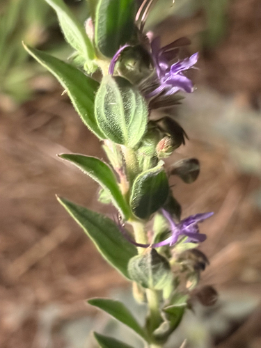 iNaturalist observation photo of Vinegar Weed