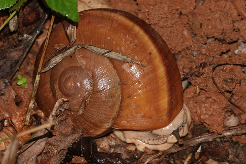 Hemiplecta distincta, 2026-07-11