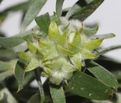 Aspalathus linearifolia