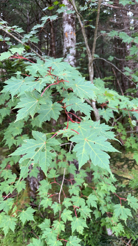 Acer tschonoskii observed 2026-08-08