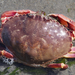 Graceful Rock Crab - Photo (c) Wendy Feltham, some rights reserved (CC BY-NC), uploaded by Wendy Feltham