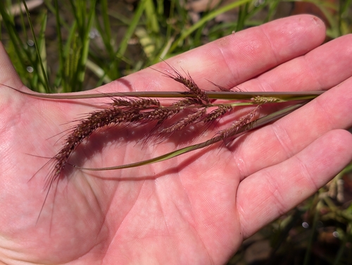 Echinochloa crus-galli observed 2026-08-07