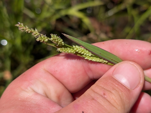 Echinochloa colonum observed 2026-08-07
