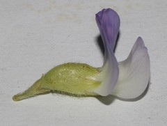 Psoralea ivumba