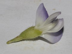 Psoralea ivumba