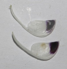 Psoralea ivumba