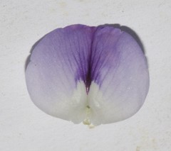 Psoralea ivumba