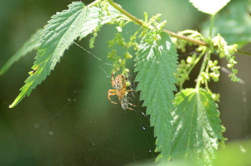 Cross Orbweaver