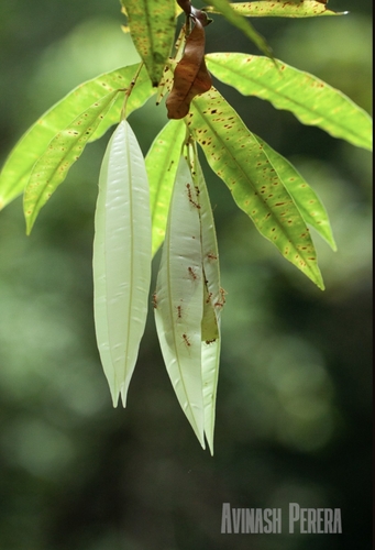 Calophyllum bracteatum observed 2026-05-03