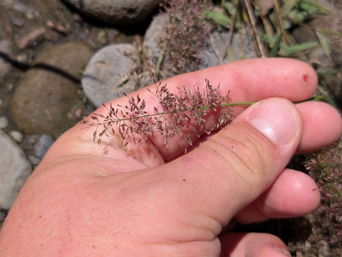 Eragrostis tenella, photograph 4