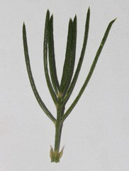 Psoralea ivumba