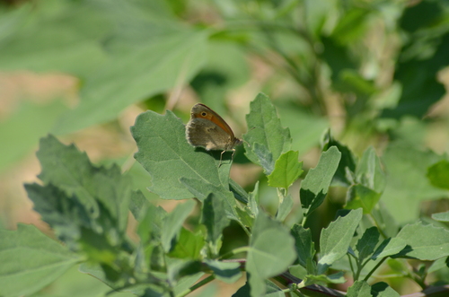 Small Heath