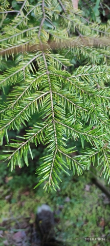 Siberian fir