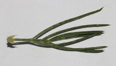 Psoralea ivumba
