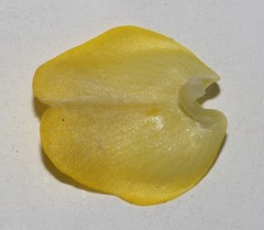 Aspalathus linearifolia