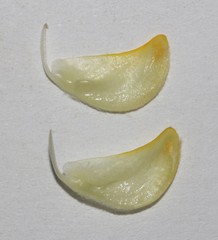 Aspalathus linearifolia