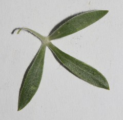 Aspalathus linearifolia
