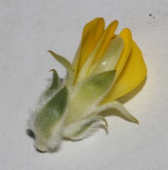 Aspalathus linearifolia