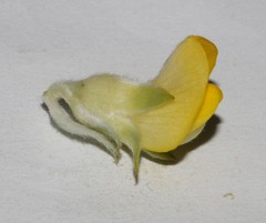 Aspalathus linearifolia