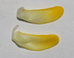 Aspalathus linearifolia