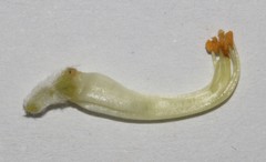 Aspalathus linearifolia