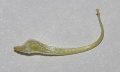 Aspalathus linearifolia