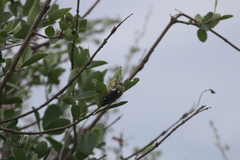 Sternocera castanea boucardii