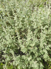 Malacothamnus hallii