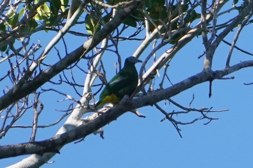 Grey-headed Fruit Dove (Ptilinopus hyogastrus), photo 7