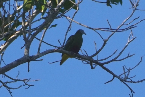Grey-headed Fruit Dove (Ptilinopus hyogastrus), photo 8