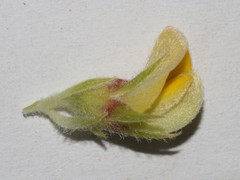 Aspalathus cytisoides