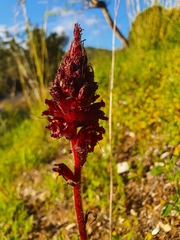 Orobanche foetida