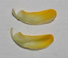 Aspalathus cytisoides