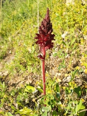 Orobanche foetida
