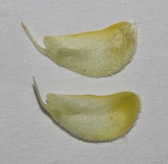 Aspalathus cytisoides