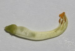 Aspalathus cytisoides