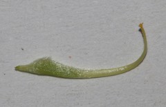 Aspalathus cytisoides