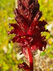 Orobanche foetida