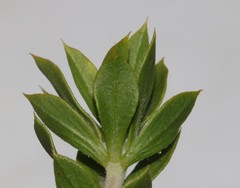 Aspalathus cytisoides