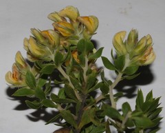 Aspalathus cytisoides